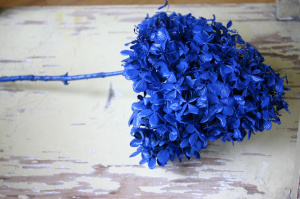 Сухоцвет Гортензия (1 шт. в букете) синий