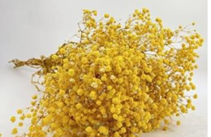 Сухоцвет "Гипсофила", длина 70-80 см, 120 гр/упак., желтый.