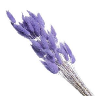 Сухоцвет Лагурус (60шт/пач) фиолетовый