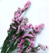Сухоцвет Статица длина 60-70 см 3-5 веток 100-120 гр розовый