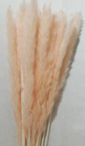Сухоцвет Камыш 15шт/упак 60-80 см светло-персиковый