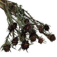 Сухоцвет Каапс Тортум 60см 120г