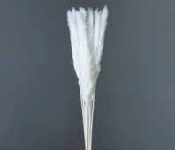 Сухоцвет Камыш 15шт/упак 60-80 см белый