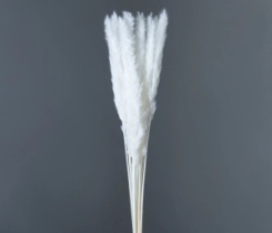 Сухоцвет Камыш 15шт/упак 60-80 см белый