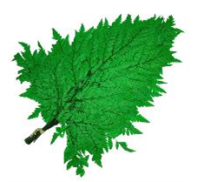 Сухоцвет Папоротник 10 шт зеленый