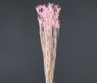 Сухоцвет Нигелла (парафломис), розовый