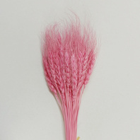 Сухоцвет Пшеница 50-60шт/упак пудрово розовый