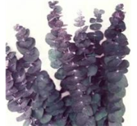 Сухоцвет Эвкалипт Бэби Блу Экстра (80гр) сиреневый