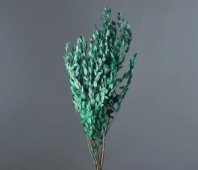 Сухоцвет Эвкалипт Парви длина 70 см 100 гр упак зеленый