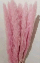 Сухоцвет Камыш 15шт/упак 60-80 см розовый