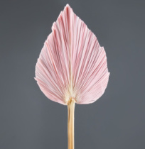 Сухоцвет "Пальмовые листья", длина 35-40 см. светло-розовый