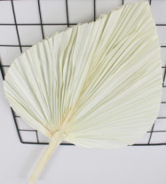 Сухоцвет "Пальмовые листья", длина 35-40 см. белый