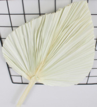 Сухоцвет "Пальмовые листья", длина 35-40 см. белый
