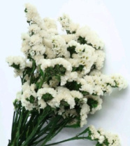 Сухоцвет Статица длина 60-70 см 3-5 веток 100-120 гр белый