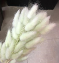 Сухоцвет Лагурус (60шт/пач) светло-зеленый