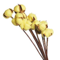 Сухоцвет Хлопок (10шт в 1 букете) 15см желтый