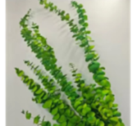 Сухоцвет Эвкалипт Бэби Блу Экстра (80гр) зеленый