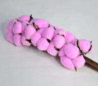 Сухоцвет Хлопок (10шт в 1 букете) 15см розовый