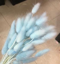 Сухоцвет Лагурус (60шт/пач) светло-голубой