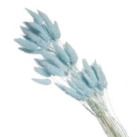 Сухоцвет Лагурус (60шт/пач) небесный