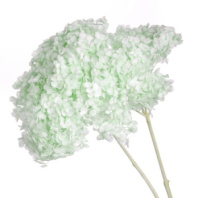 Сухоцвет Гортензия (1 шт. в букете) тиффани