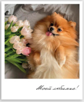 Фото-карточка "Моей любимке!" Фото-карточка "Моей любимке!"