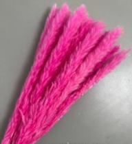 Сухоцвет Камыш 15шт/упак 60-80 см фуксия