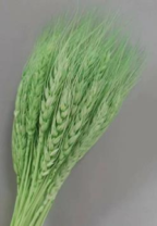 Сухоцвет Пшеница 50-60шт/упак светло-зеленый