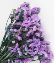 Сухоцвет Статица длина 60-70 см 3-5 веток 100-120 гр лавандовый
