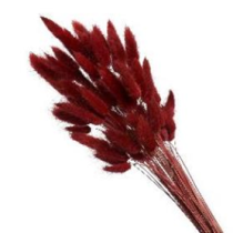 Сухоцвет Лагурус (60шт/пач) винный