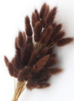 Сухоцвет Лагурус (60шт/пач) шоколадный