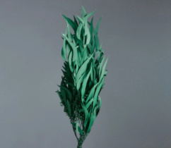 Сухоцвет "Эвкалипт Николи" длина 60-70 см, 100 гр/упак, зеленый