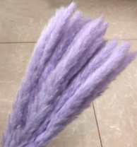 Сухоцвет Камыш 15шт/упак 60-80 см лавандовый