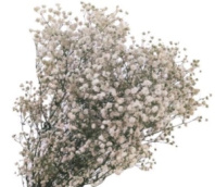 Сухоцвет Гипсофила 70-80 см 120 гр белый