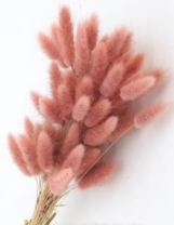 Сухоцвет Лагурус (60шт/пач) чайная роза