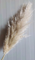 Сухоцвет Пампас пушистый (Кортадерия), длина цветка 50-60 см, натуральный