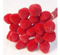 Сухоцвет Краспедия длина 60-70 см 2-2,5 см 20 шт/упак красный