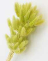 Сухоцвет Лагурус (60шт/пач) светло-фисташковый