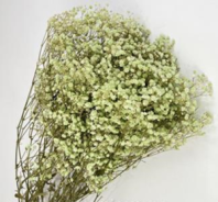 Сухоцвет "Гипсофила", длина 70-80 см, 120 гр/упак., фисташковый.