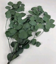 Сухоцвет Эвкалипт Цинерия длина 60-70 см 100гр/упак натуральный зеленый