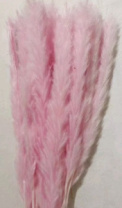 Сухоцвет Камыш 15шт/упак 60-80 см нежно-розовый