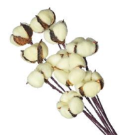 Сухоцвет Хлопок (10шт в 1 букете) 15см светло-желтый