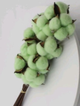 Сухоцвет Хлопок (10шт в 1 букете) 15см, зеленое яблоко