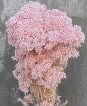 Сухоцвет Рисовый цветок (Диосми), длина 60-70 см, 70 гр., нежно-розовый