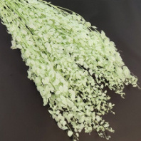 Сухоцвет Лунария 70см 80г светло-салатовый