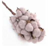 Сухоцвет Хлопок (10шт в 1 букете) 15см  Пудровый (Нат)