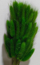 Сухоцвет Лагурус (60шт/пач) зеленый 