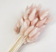 Сухоцвет Лагурус (60шт/пач) светло-лиловый