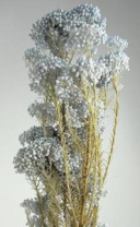 Сухоцвет Рисовый цветок (Диосми), длина 60-70 см, 70 гр., светло-фисташковый