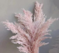 Сухоцвет Тростник 30см 5шт/упак лилово-розовый